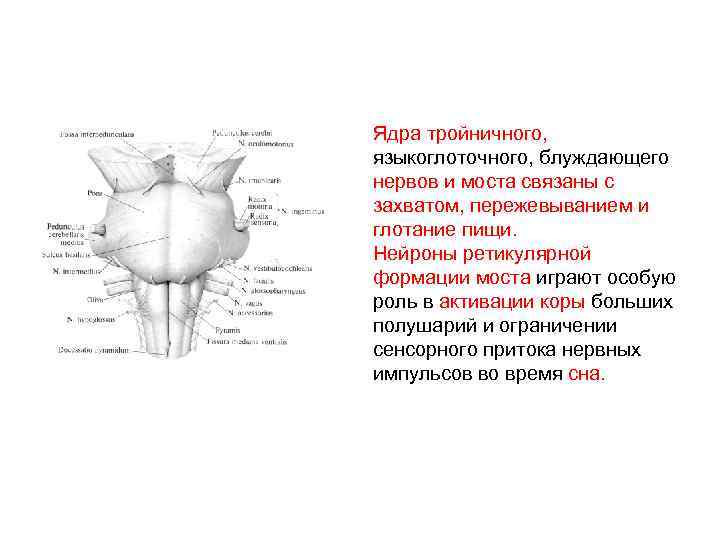 Ядра тройничного, языкоглоточного, блуждающего нервов и моста связаны с захватом, пережевыванием и глотание пищи.