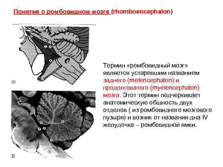 Понятие о ромбовидном мозге (rhomboencephalon) Термин «ромбовидный мозг» является устаревшим названием заднего (metencephalon) и