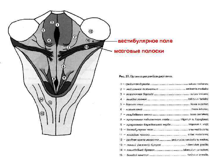 вестибулярное поле мозговые полоски 