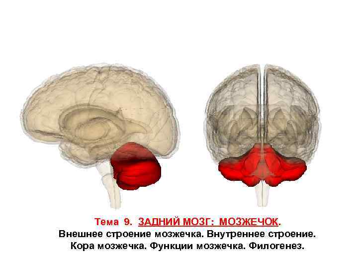 Тема 9. ЗАДНИЙ МОЗГ: МОЗЖЕЧОК. Внешнее строение мозжечка. Внутреннее строение. Кора мозжечка. Функции мозжечка.
