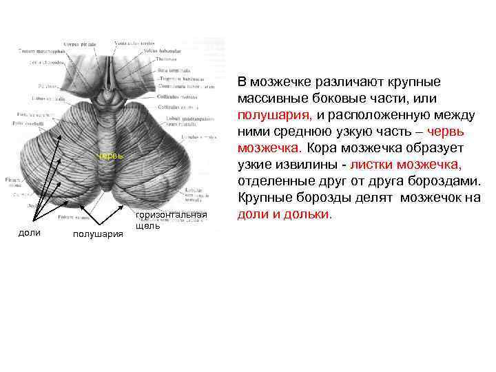 Строение мозжечка рисунок с подписями