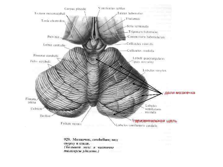 Строение мозжечка рисунок с подписями