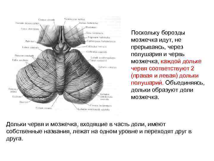 Строение мозжечка рисунок с подписями