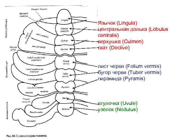 Язычок (Lingula) центральная долька (Lobulus centralis) верхушка (Culmen) скат (Declive) лист червя (Folium vermis)