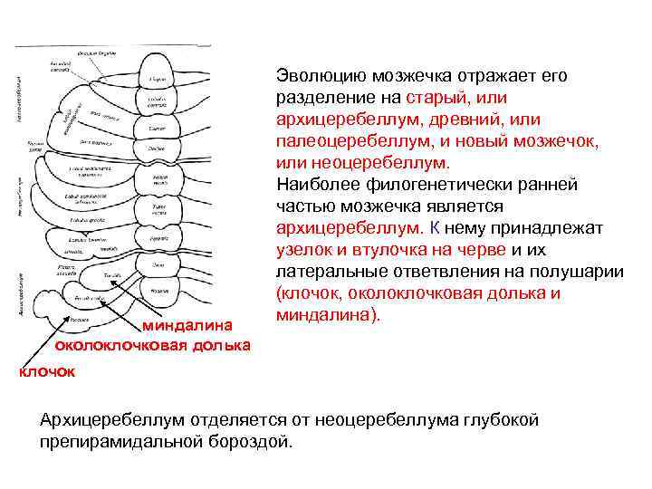 миндалина околоклочковая долька Эволюцию мозжечка отражает его разделение на старый, или архицеребеллум, древний, или