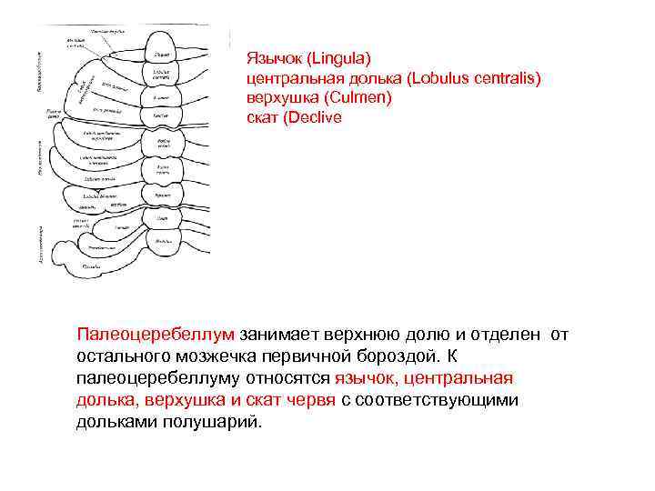 Язычок (Lingula) центральная долька (Lobulus centralis) верхушка (Culmen) скат (Declive Палеоцеребеллум занимает верхнюю долю