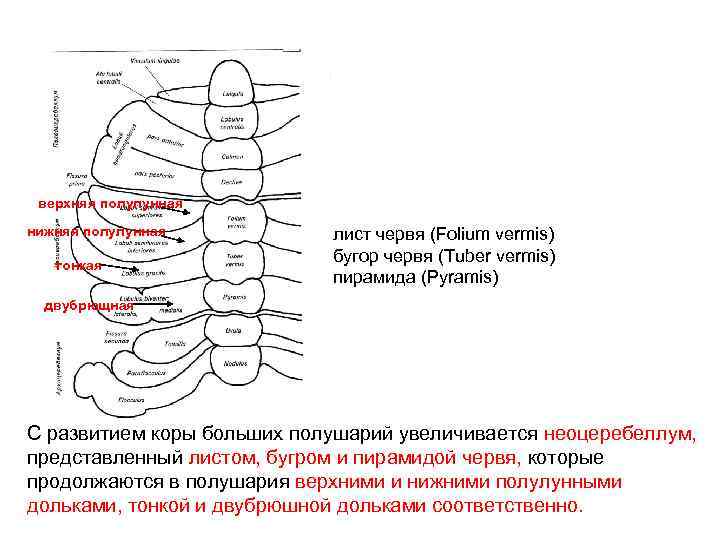 верхняя полулунная нижняя полулунная тонкая лист червя (Folium vermis) бугор червя (Tuber vermis) пирамида
