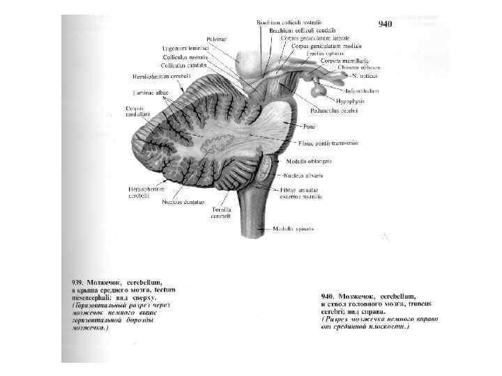 Мост и мозжечок строение. Функции ядер мозжечка. Ядра мозжечка функции отдельных ядер. Трапециевидное тело мозжечка. Строение моста и мозжечка.