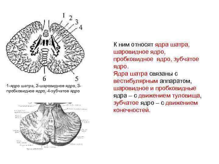 Ядра мозжечка. Пробковидное ядро мозжечка функции. Шаровидное ядро мозжечка функции. Ядро шатра пробковидное ядро и зубчатое ядро структуры. Пробковидное ядро функции.