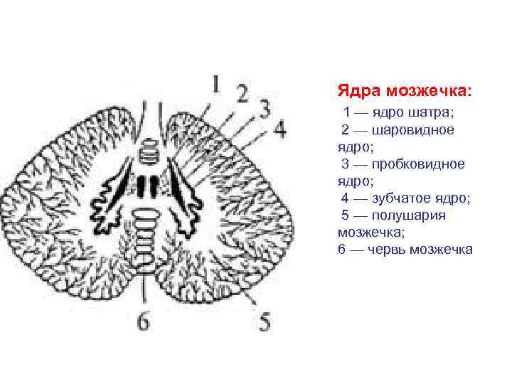 Ядра мозжечка: 1 — ядро шатра; 2 — шаровидное ядро; 3 — пробковидное ядро;