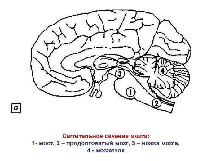 Саггитальное сечение мозга: 1 - мост, 2 – продолговатый мозг, 3 – ножка мозга,