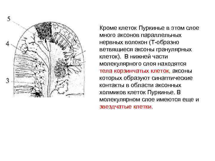 Кроме клеток Пуркинье в этом слое много аксонов параллельных нервных волокон (Т-образно ветвящиеся аксоны