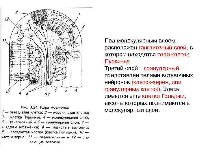 Мозжечок волокна. Схема строения мозжечка гистология. Строение мозжечка гистология. Строение коры мозжечка.