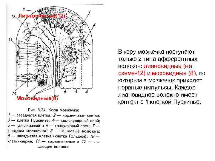 Лиановидные(12) Моховидные(8) В кору мозжечка поступают только 2 типа афферентных волокон: лиановидные (на схеме-12)