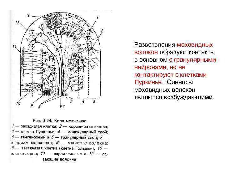 Мозжечок волокна. Гистологическое строение коры мозжечка. Мозжечок гистология схема. Схема строения мозжечка гистология. Оболочки мозжечка гистология.
