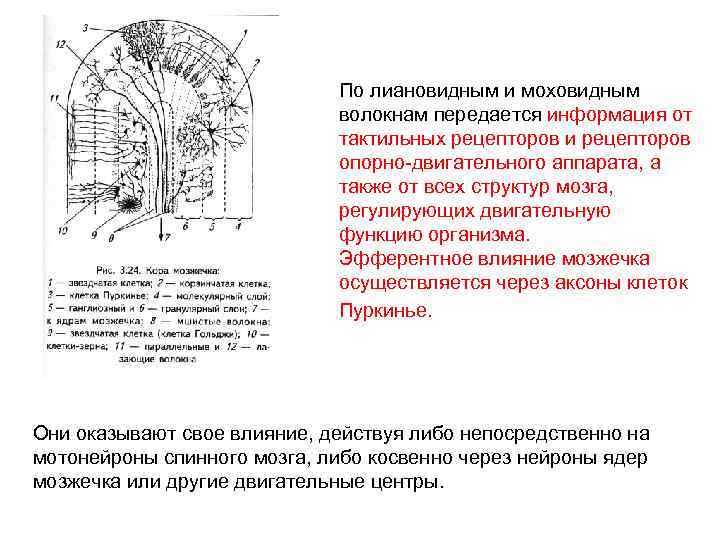 По лиановидным и моховидным волокнам передается информация от тактильных рецепторов и рецепторов опорно-двигательного аппарата,