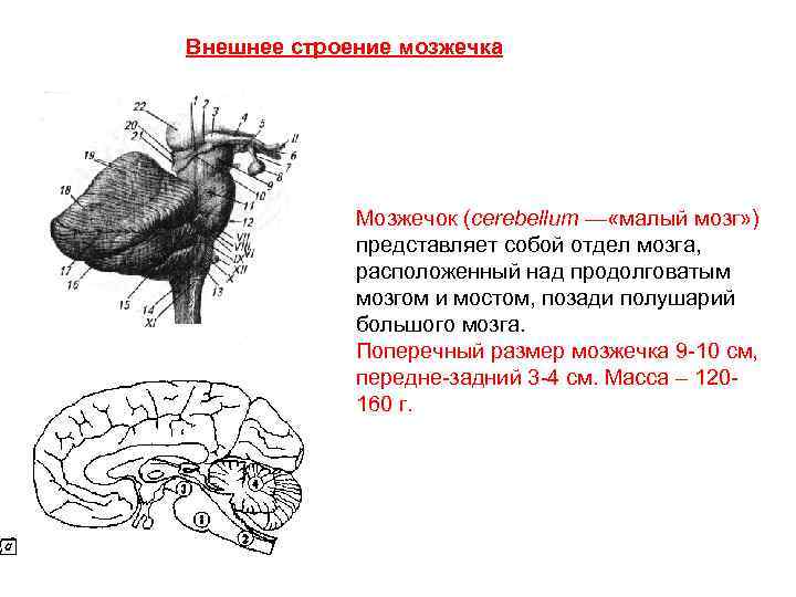 Развитие мозжечка у рыб. Мозжечок мозг функции. Мозжечок малый мозг строение. Внешнее строение мозжечка.