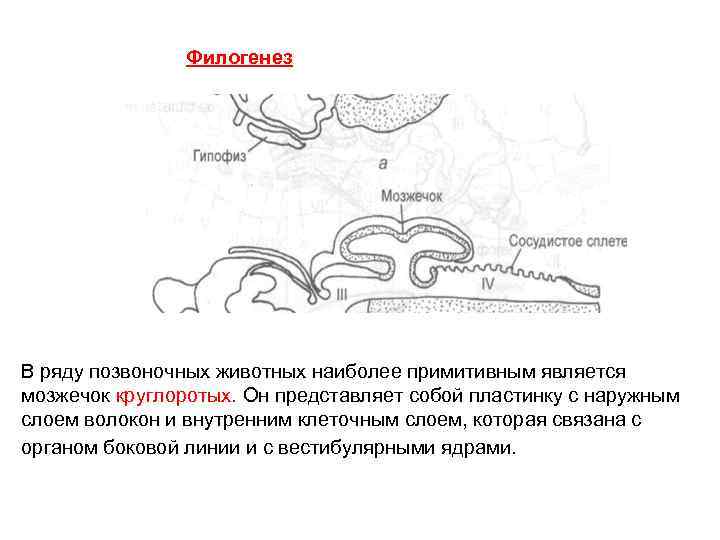 Филогенез В ряду позвоночных животных наиболее примитивным является мозжечок круглоротых. Он представляет собой пластинку