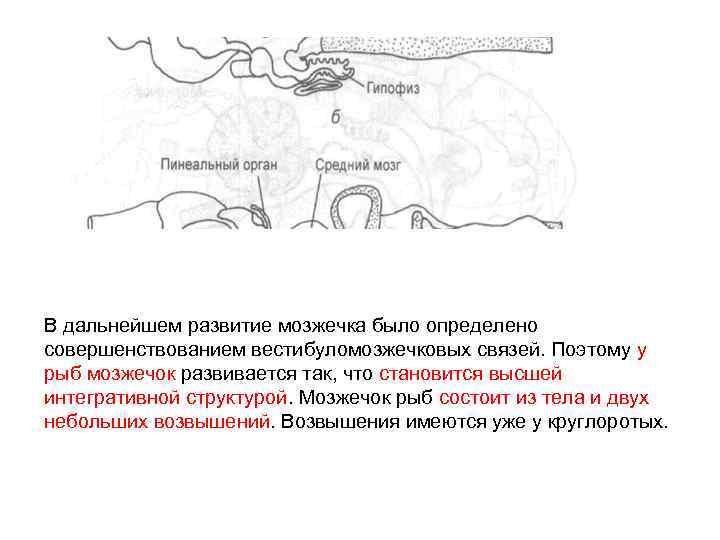 Проводящие пути мозжечка схема