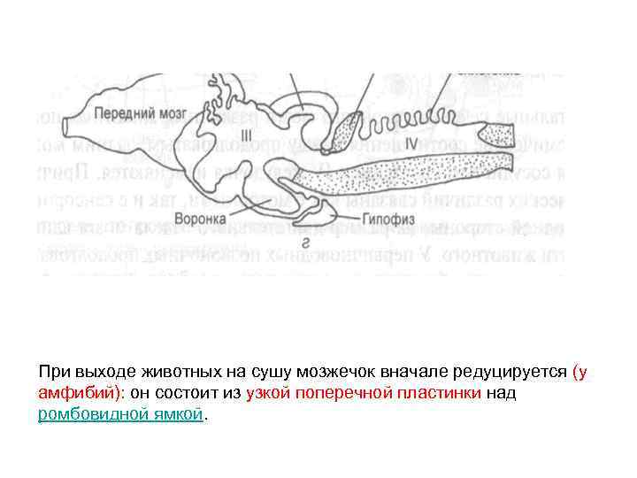 При выходе животных на сушу мозжечок вначале редуцируется (у амфибий): он состоит из узкой
