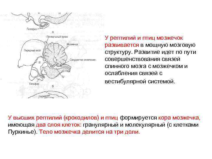 У рептилий и птиц мозжечок развивается в мощную мозговую структуру. Развитие идет по пути