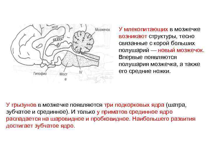 У млекопитающих в мозжечке возникают структуры, тесно связанные с корой больших полушарий — новый
