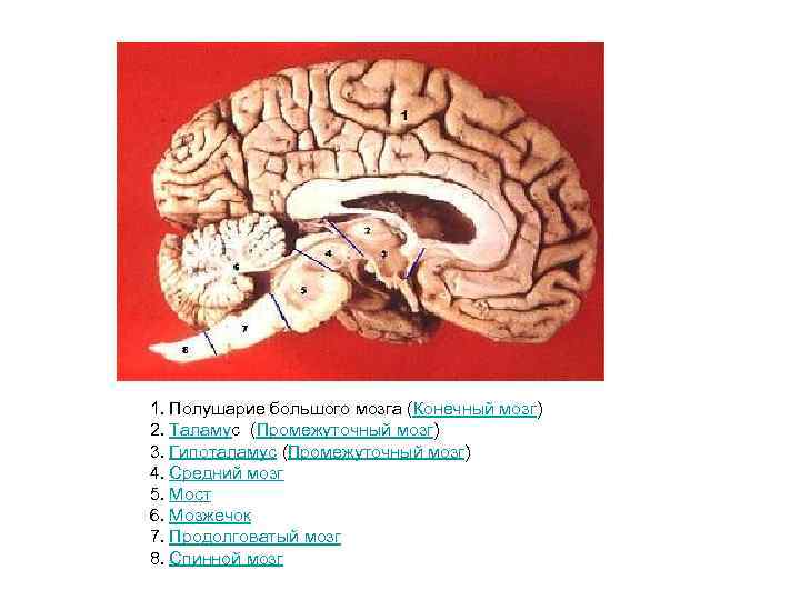 1. Полушарие большого мозга (Конечный мозг) 2. Таламус (Промежуточный мозг) 3. Гипоталамус (Промежуточный мозг)