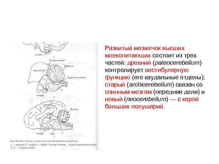 Развитый мозжечок высших млекопитающих состоит из трех частей: древний (paleocerebellum) контролирует вестибулярную функцию (его