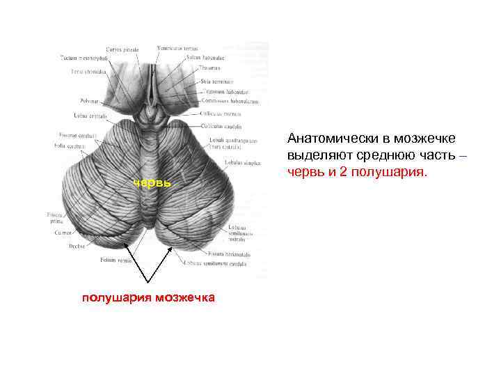 Ядра мозжечка схема