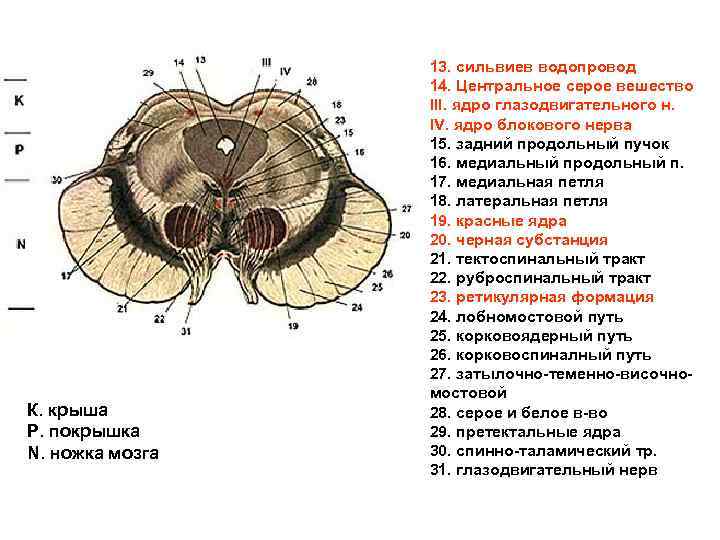 Поперечный срез среднего мозга схема