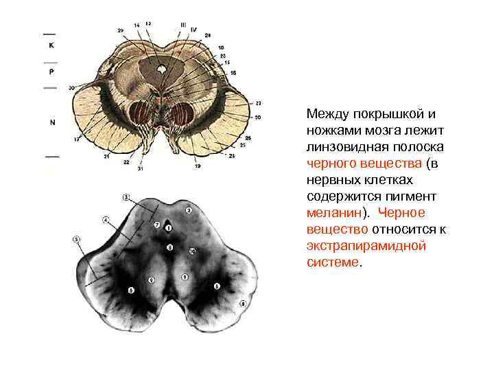 Между покрышкой и ножками мозга лежит линзовидная полоска черного вещества (в нервных клетках содержится