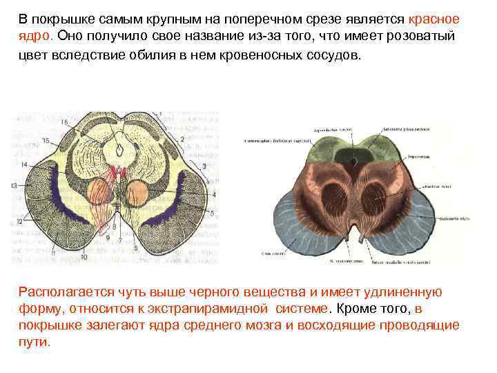 В покрышке самым крупным на поперечном срезе является красное ядро. Оно получило свое название