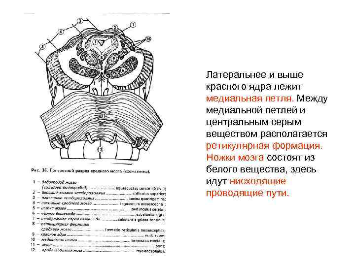 Латеральнее и выше красного ядра лежит медиальная петля. Между медиальной петлей и центральным серым