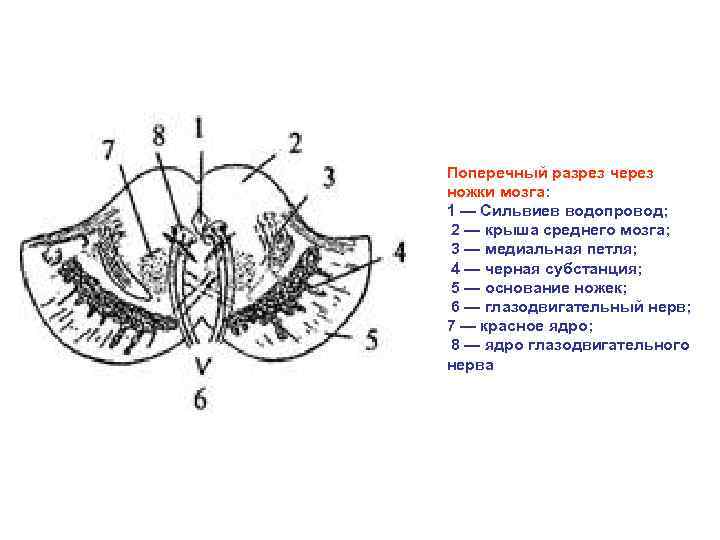 Поперечный разрез нерва рисунок