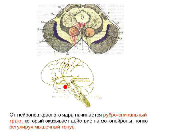 Средний мозг включает в себя. Красное ядро среднего мозга. Красные ядра среднего мозга функции. Средний мозг поперечный разрез. Рубро-спинальный тракт.