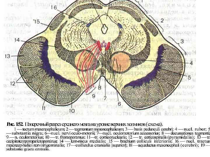 Схема строения среднего мозга