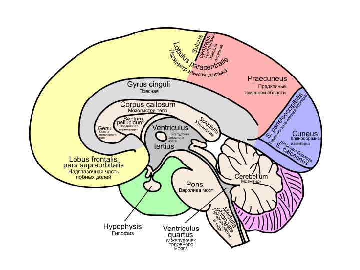 Средний мозг схема