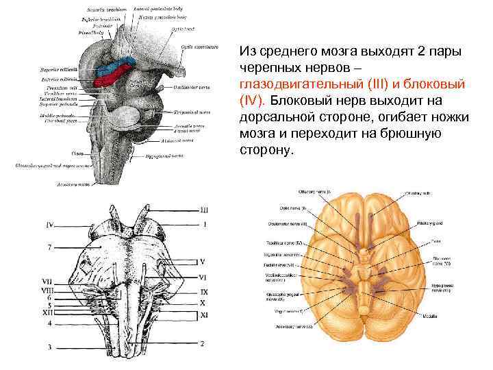 Из среднего мозга выходят 2 пары черепных нервов – глазодвигательный (III) и блоковый (IV).