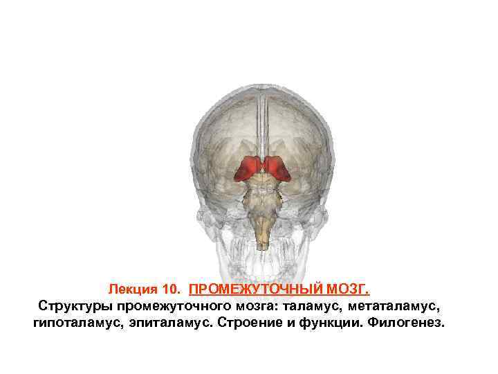 Промежуточный мозг фото