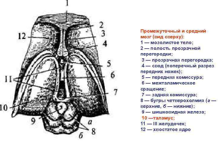 Промежуточный и средний мозг (вид сверху): 1 — мозолистое тело; 2 — полость прозрачной