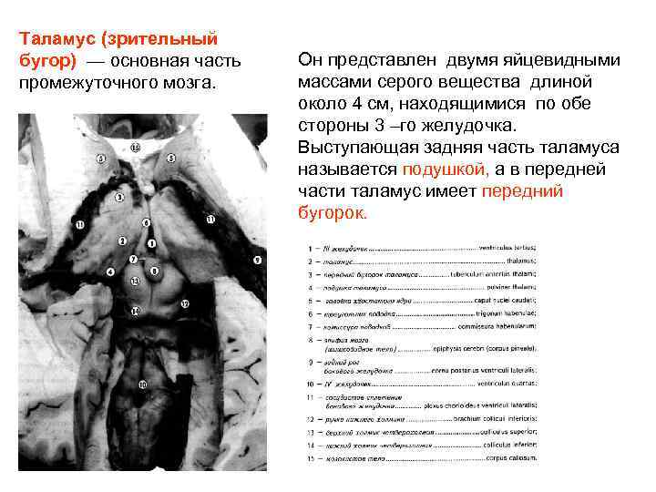 Таламус (зрительный бугор) — основная часть промежуточного мозга. Он представлен двумя яйцевидными массами серого