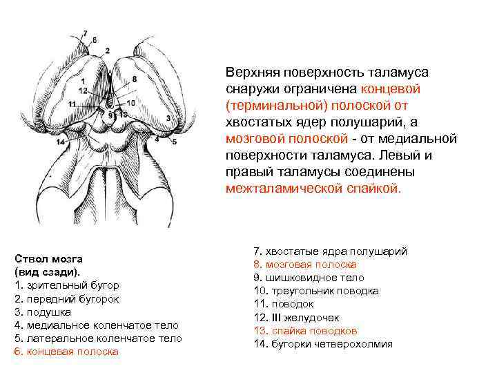 Верхняя поверхность таламуса снаружи ограничена концевой (терминальной) полоской от хвостатых ядер полушарий, а мозговой