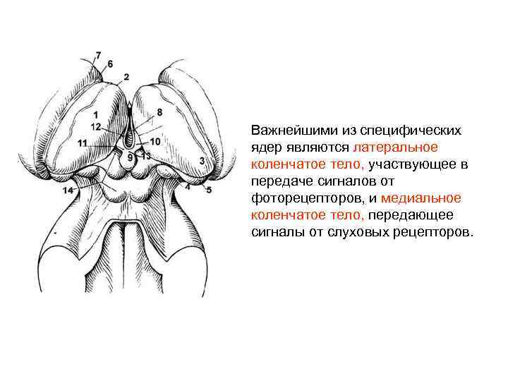 Важнейшими из специфических ядер являются латеральное коленчатое тело, участвующее в передаче сигналов от фоторецепторов,