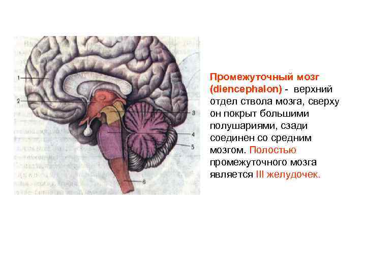 Промежуточный мозг образования