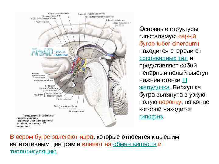 Промежуточный мозг строение рисунок