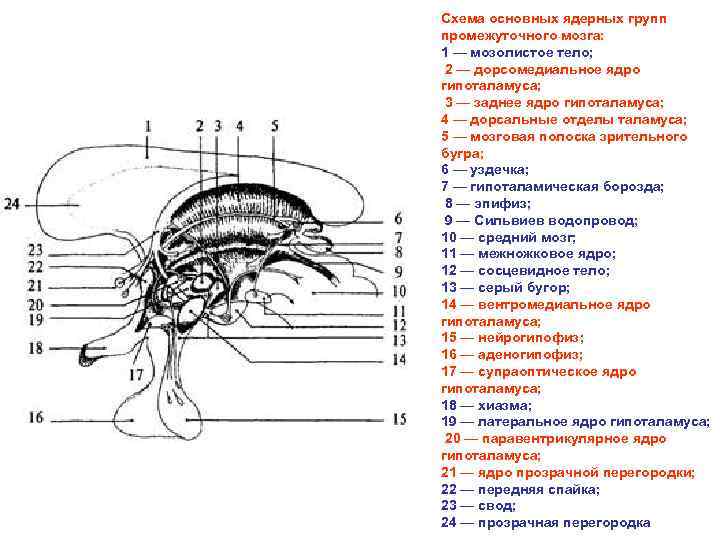 Промежуточный мозг строение рисунок