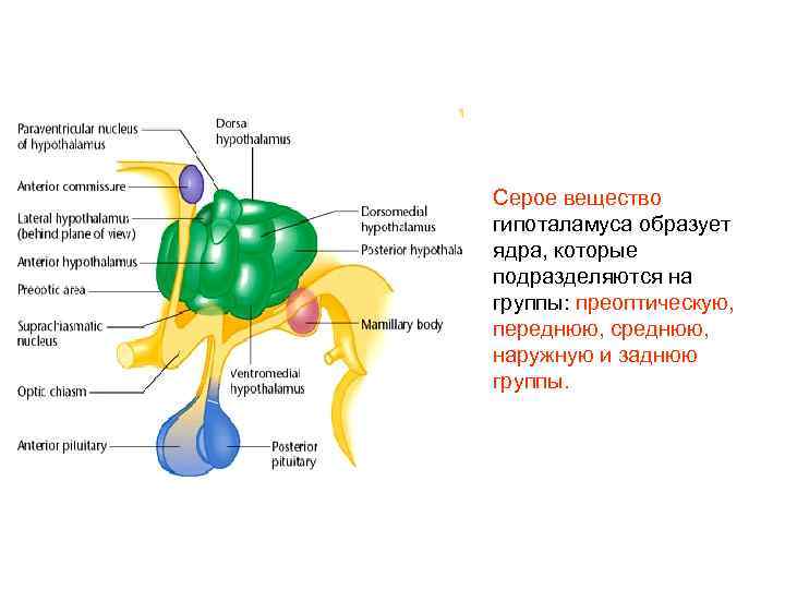 Серое вещество гипоталамуса образует ядра, которые подразделяются на группы: преоптическую, переднюю, среднюю, наружную и