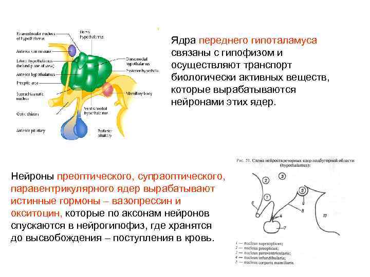 Посмотрите на рисунок 73 нарушение функции гипофиза и рисунок 74 нарушение функции щитовидной железы