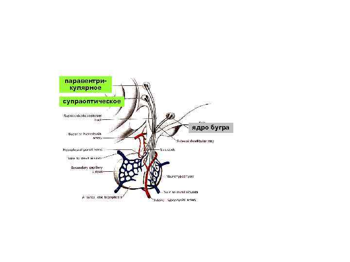 паравентрикулярное супраоптическое ядро бугра 