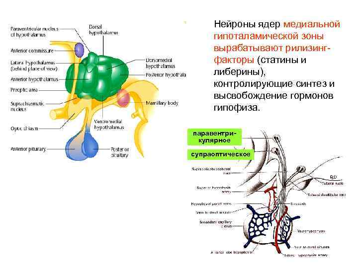 Нейроны ядер медиальной гипоталамической зоны вырабатывают рилизингфакторы (статины и либерины), контролирующие синтез и высвобождение